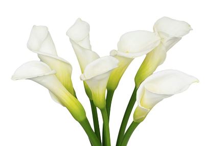 Calla White Large By Case